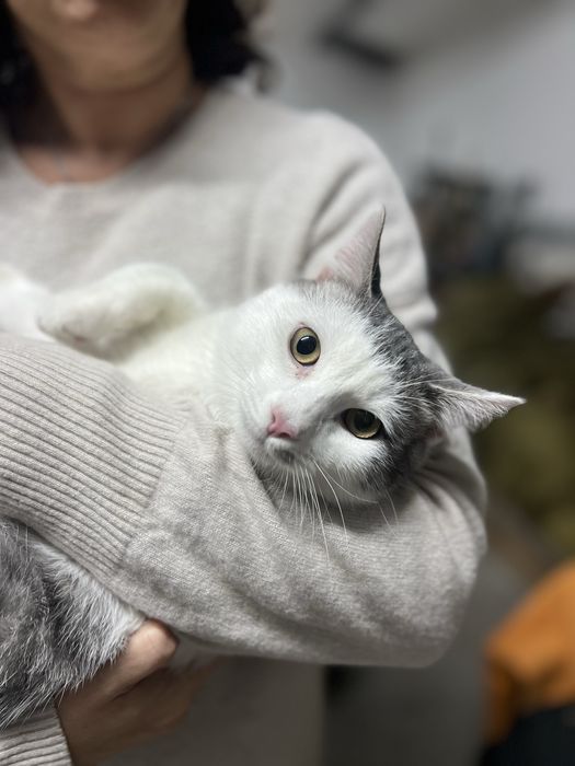 Gatinhos de 5 meses para adocao responsavel