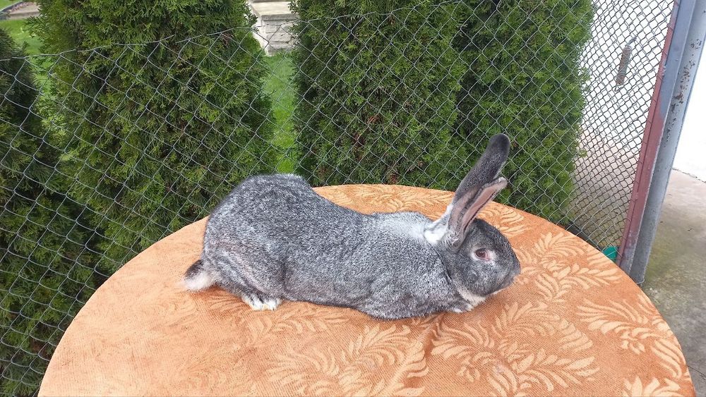 Самці породи шиншила