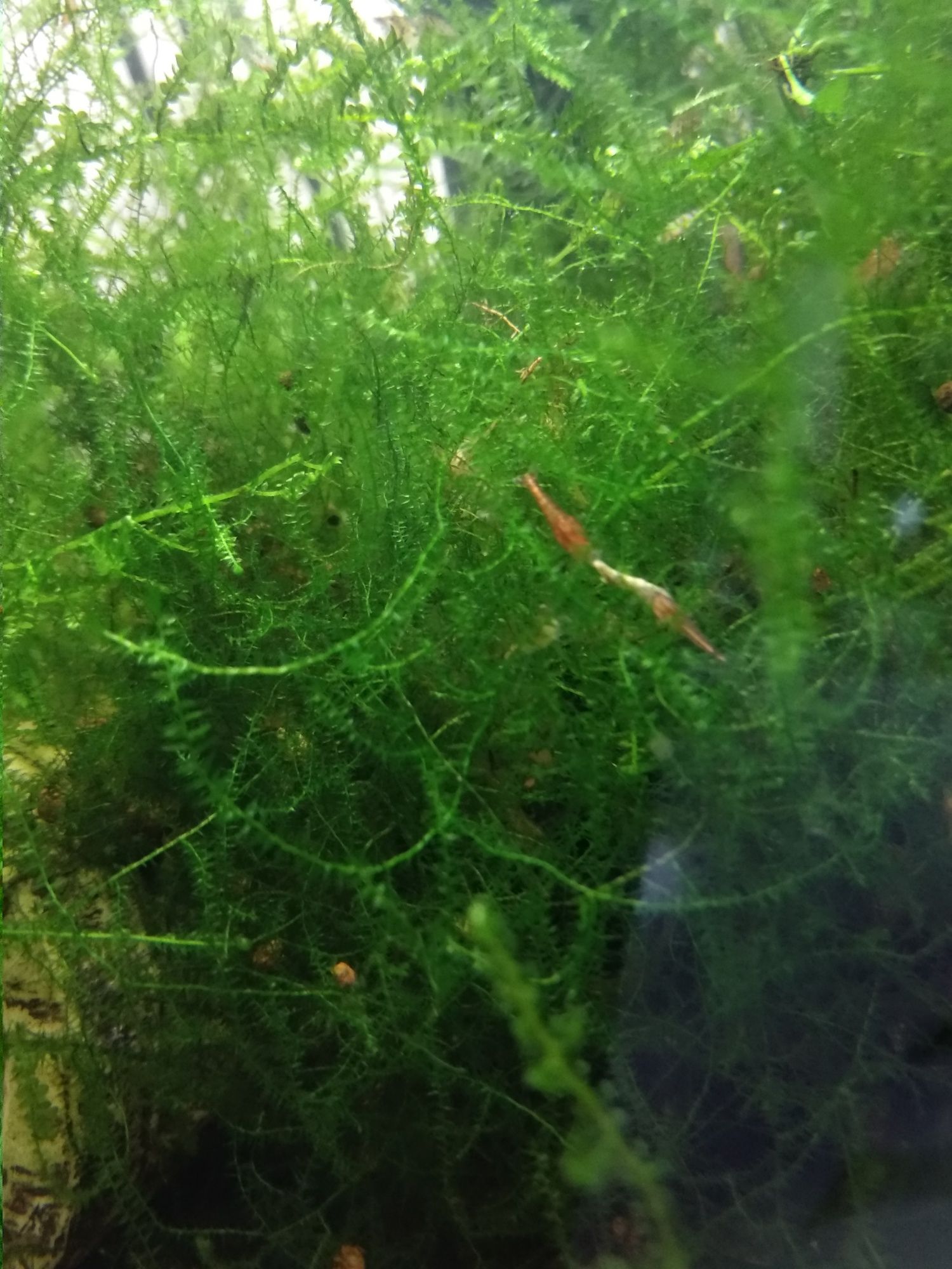 Krewetki Red Cherry
