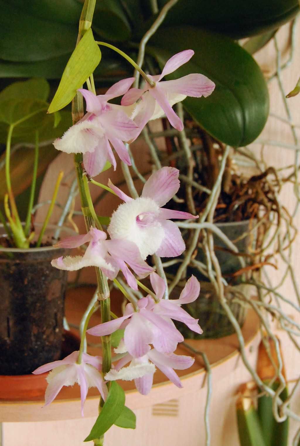 Ампельна орхідея Dendrobium Pierardii (Dendrobium Aphyllum)