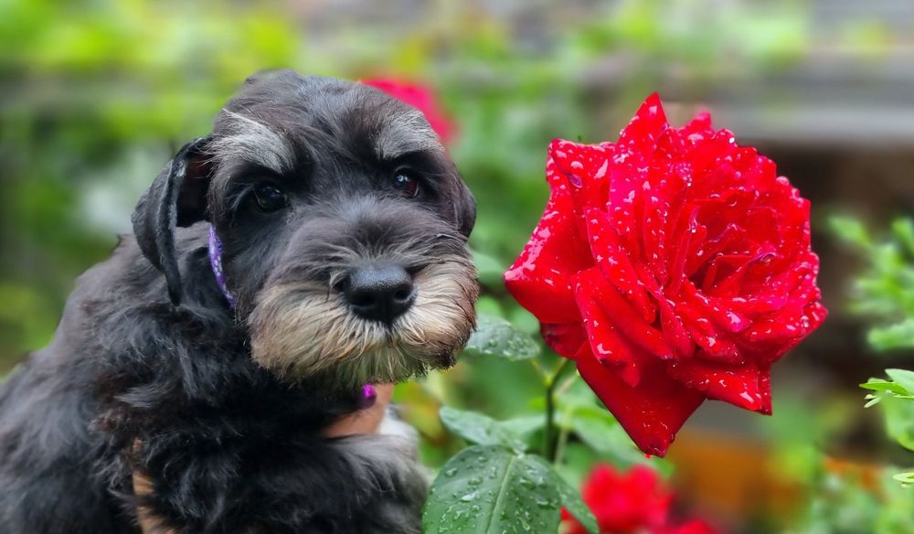 Цуценята цвергшнауцера