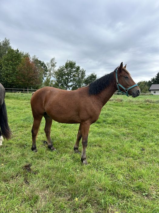 Sprzedam 4,5 letniego walacha