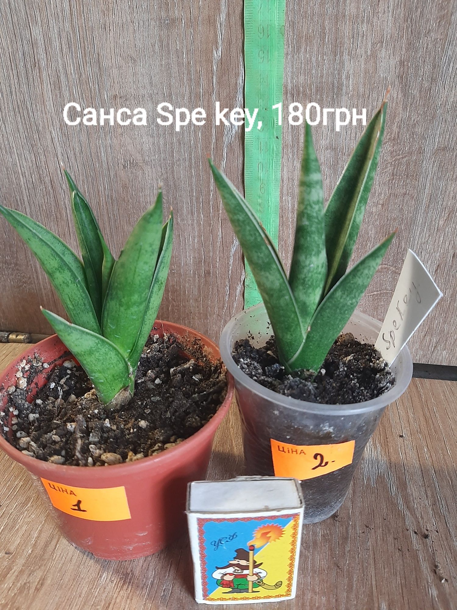 Продам сортові домашні сансівіерії