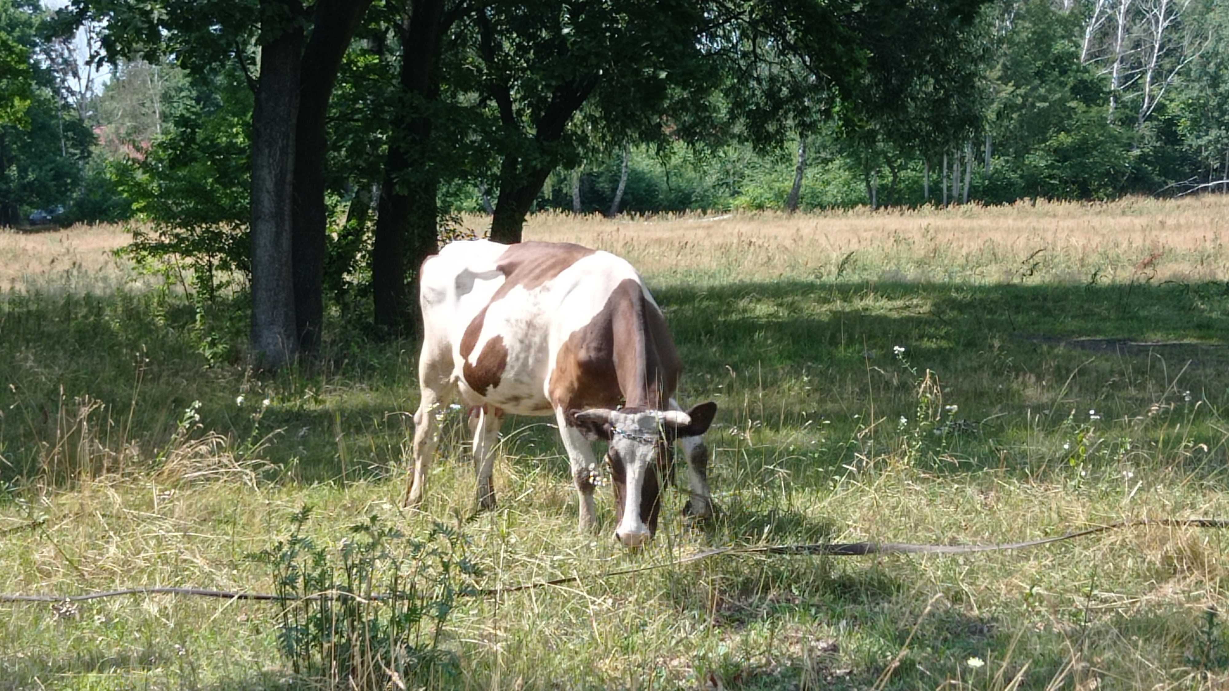 Sprzedam krowy mleczne