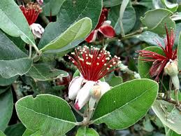 Plantas de Feijoa