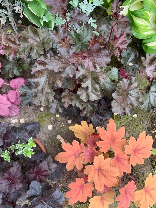 Гейхера багаторічна, Набор 3  різних сортів