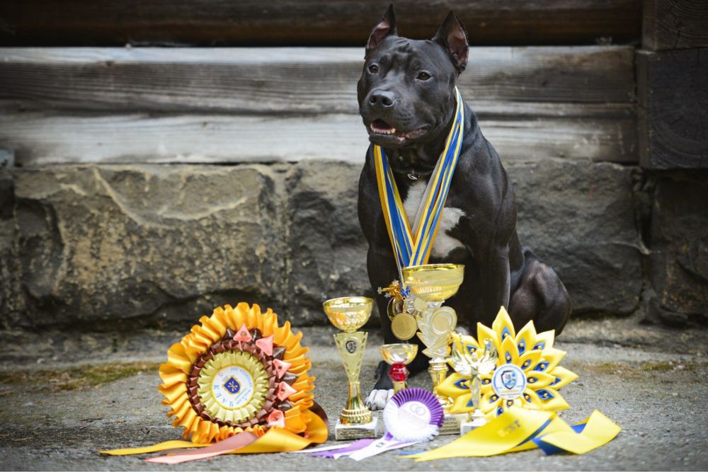 Вигул собак в Івано-Франківську, зоотаксі по Україні та за кордон