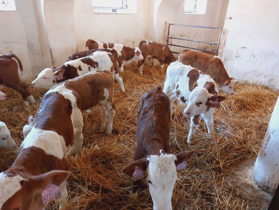 Byczki Simental 100% Cielęta Mięsne Super Forma