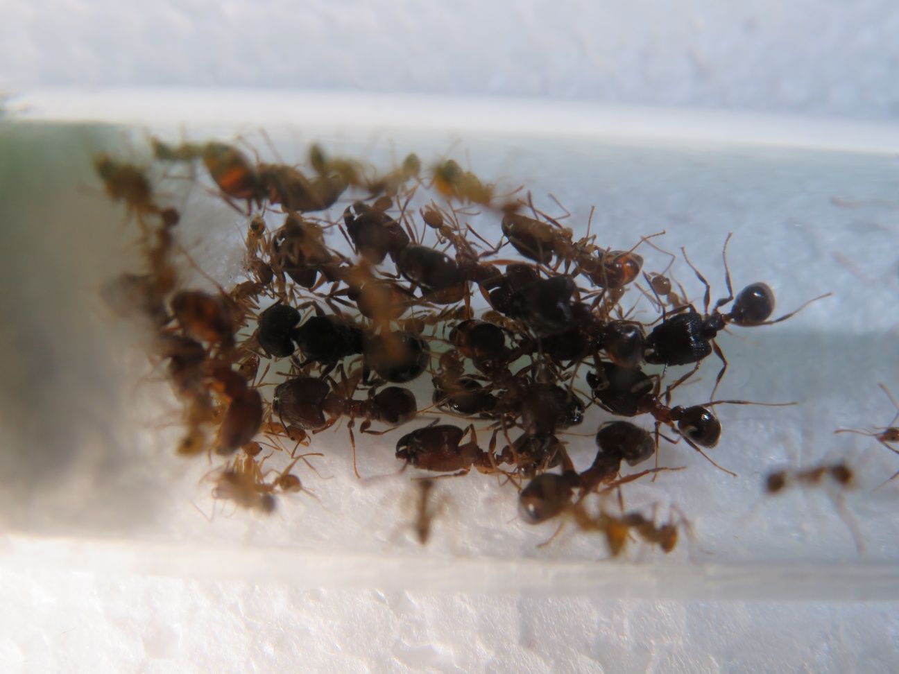 Продам экзотических муравьев pheidole yeensis!