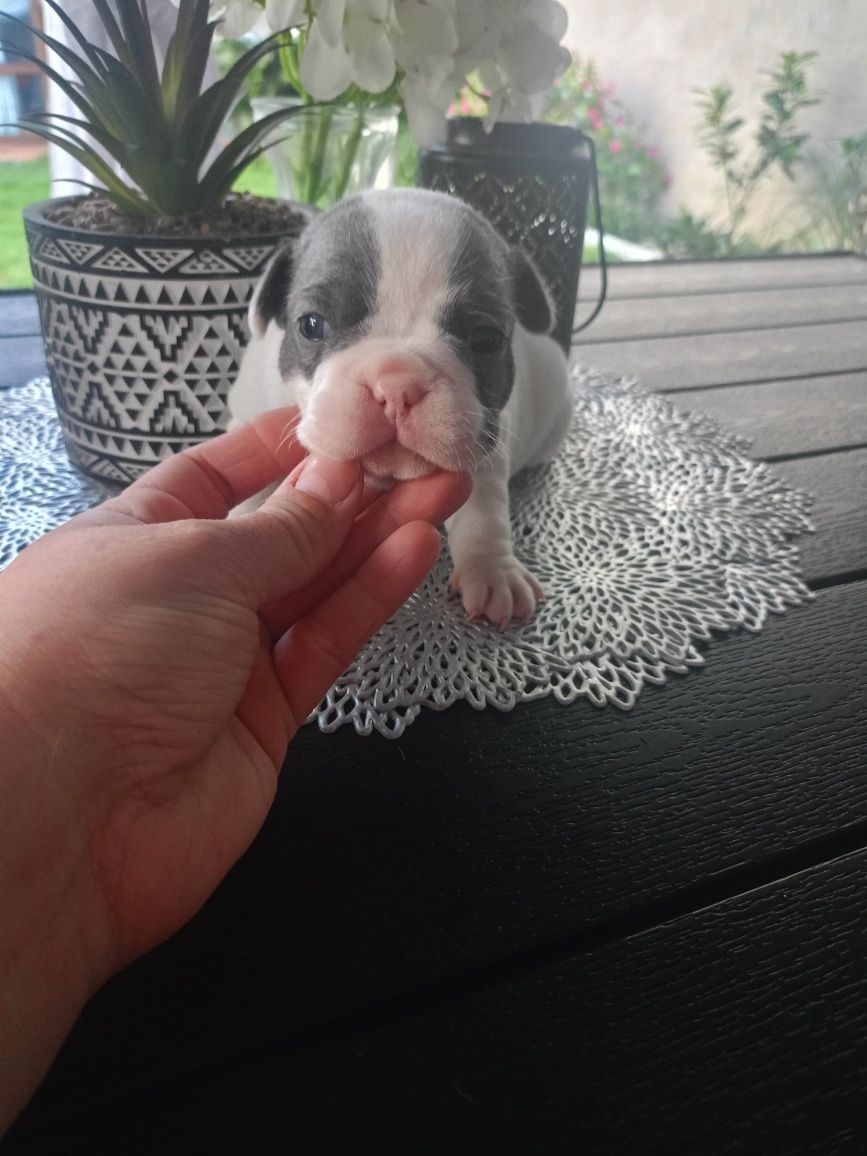 Buldog francuski