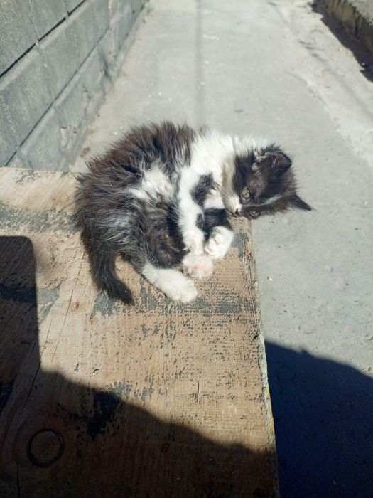 Чудова дівчинка у родину