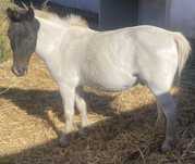 Ponei manso montado