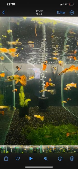 Guppys e camaroes para venda