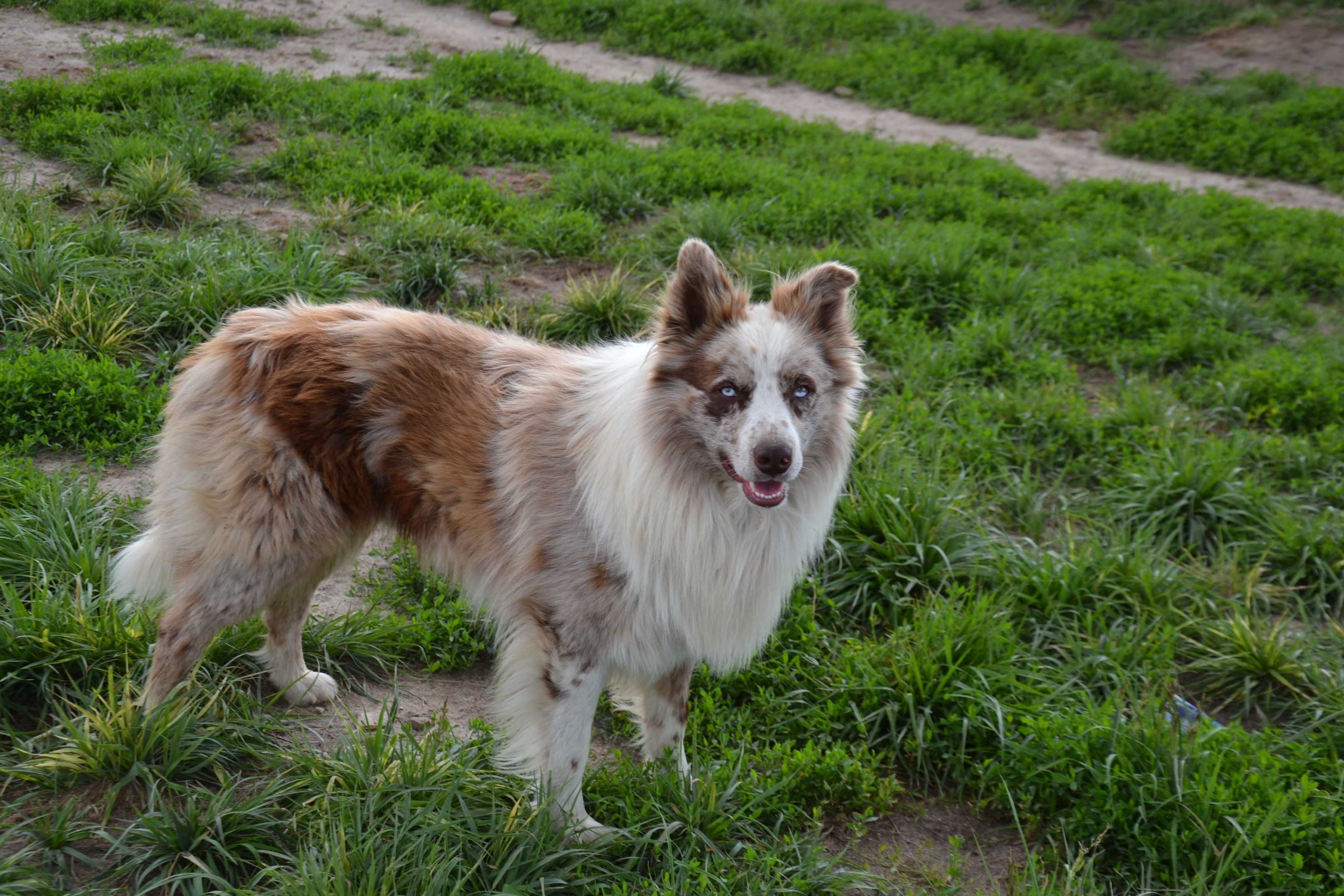 Border Collie red white piesek