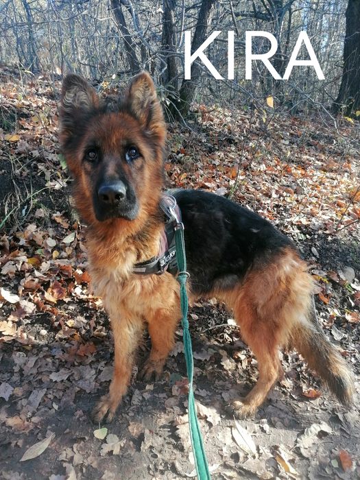 KIRA młoda suczka w typie owczarka niemieckiego szuka domu