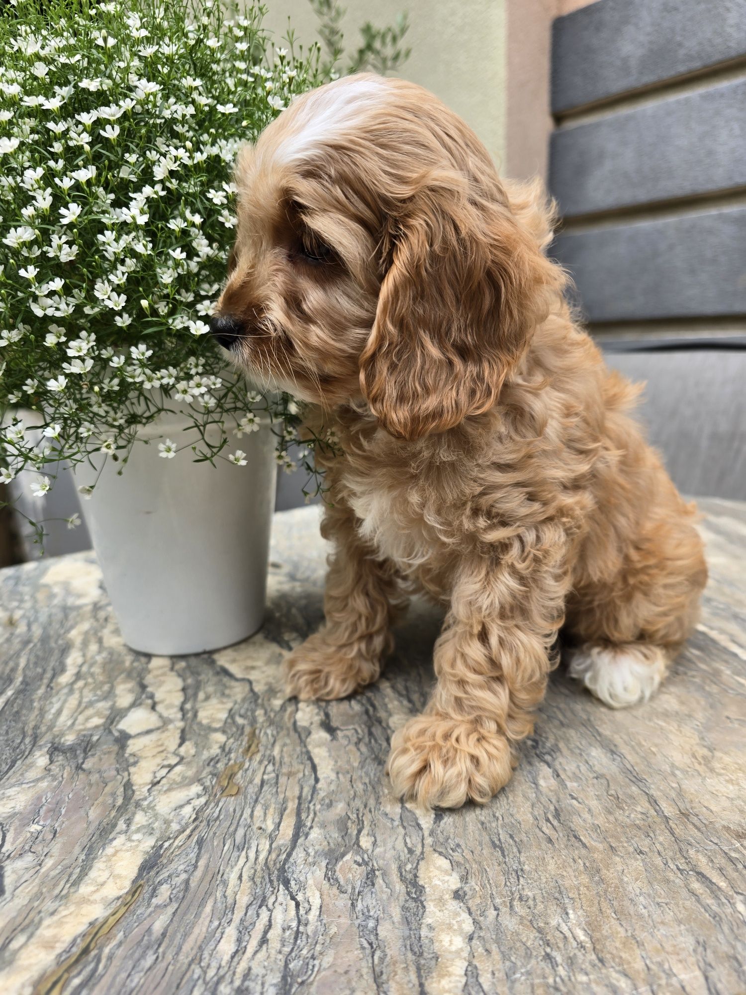 Cockapoo / chłopczyk / Cocker spaniel