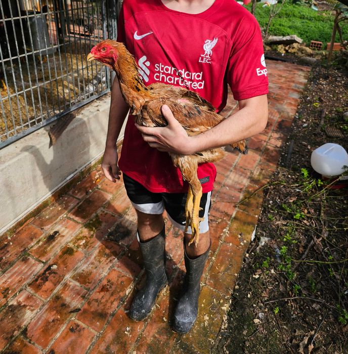 Indio Gigante Brasileiro