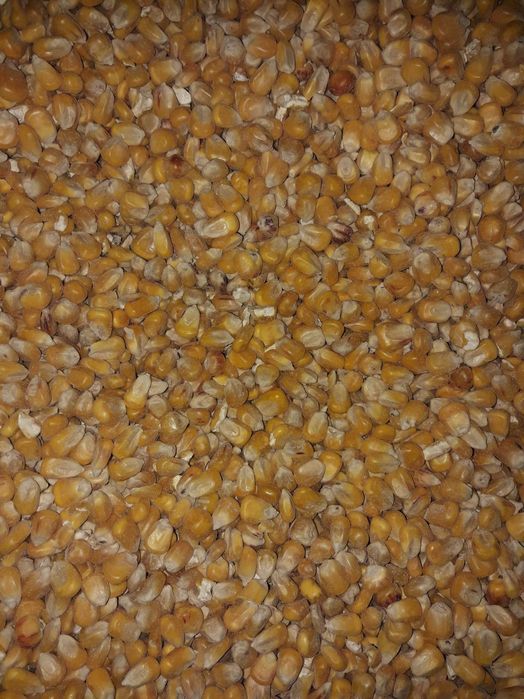 Kukurydza sucha, flint