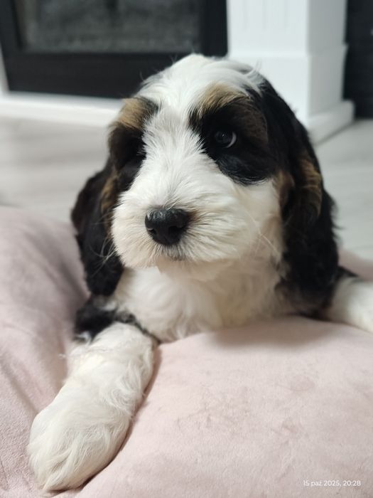 UNIKAT Cockapoo Girl