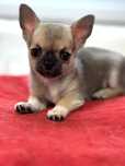 Piękny chłopczyk chihuahua (ZKwP/ FCI)