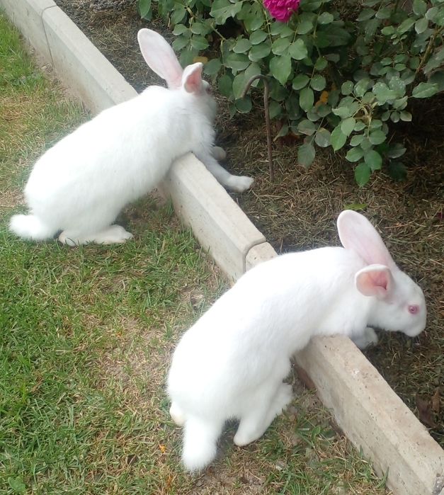 Кролі  породи термон
