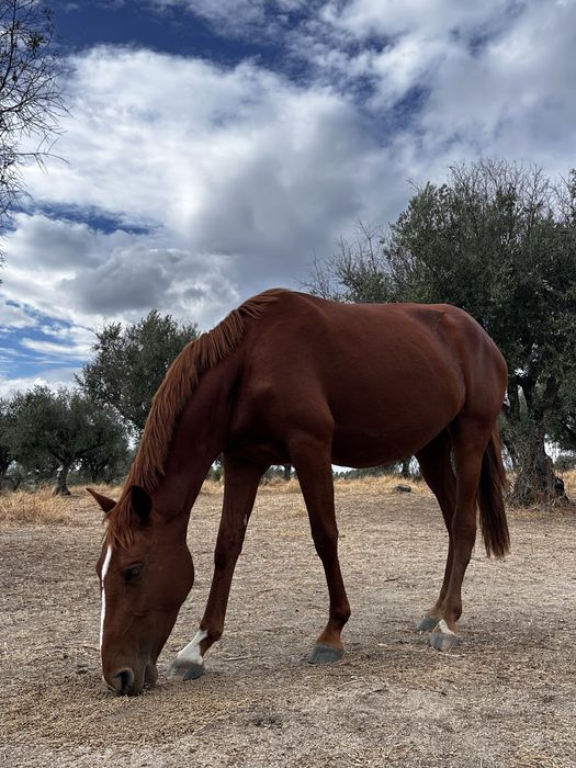 Poldra Puro Sangue Lusitano