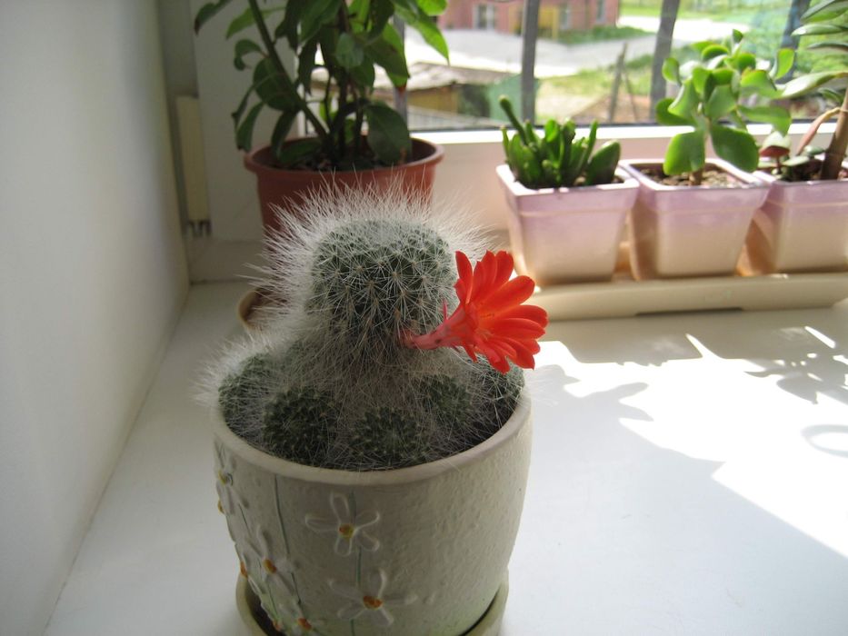 Кактус Rebutia senilis