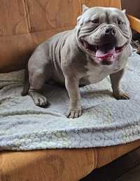 American bully pocket SAMIEC Big Dog Romania