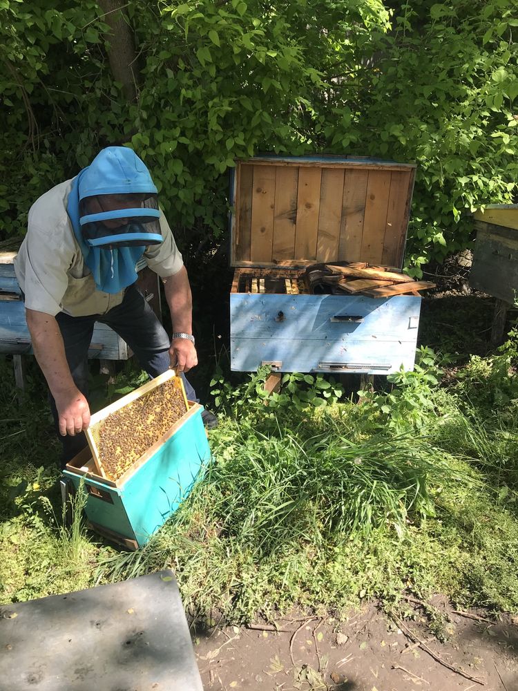 Пчёлопакеты