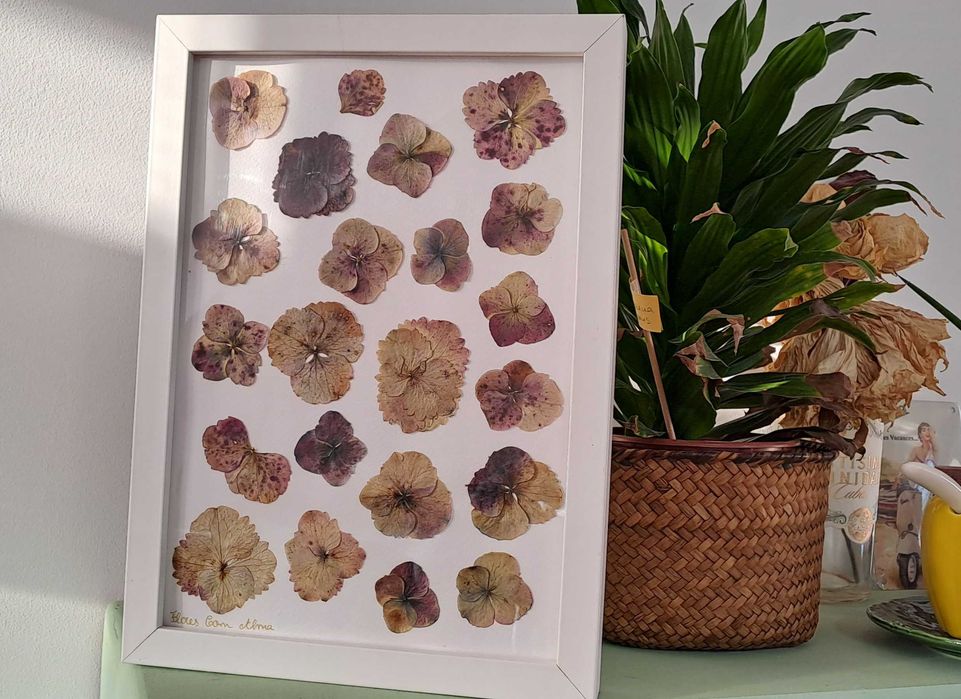 Coleção Açores - Hortênsia