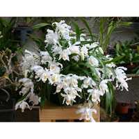 Продам поділки орхідеї Coelogyne Cristata .
Відділені і пресаджені пар