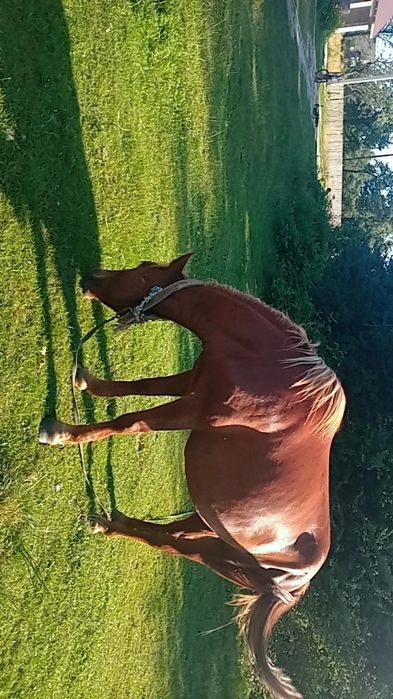 Продам робочу кобилу