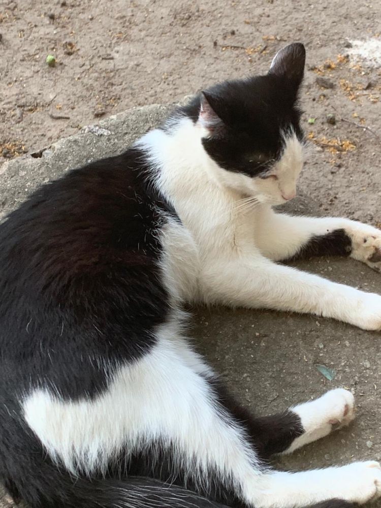 Котик молоденький 7 -8 міс