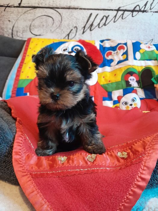 Yorkshire terrier piesek zkwp fci
