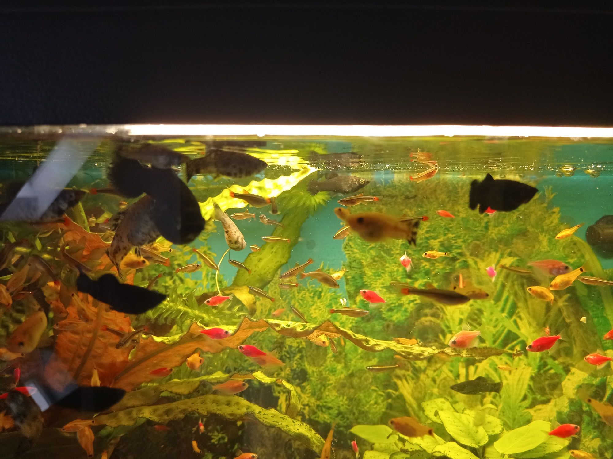 Kardynałki rybki do akwarium