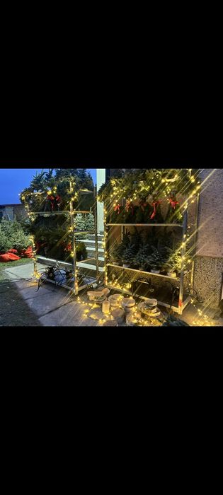 Choinki cięte i w doniczkach Jodła kaukaska świerk srebrny