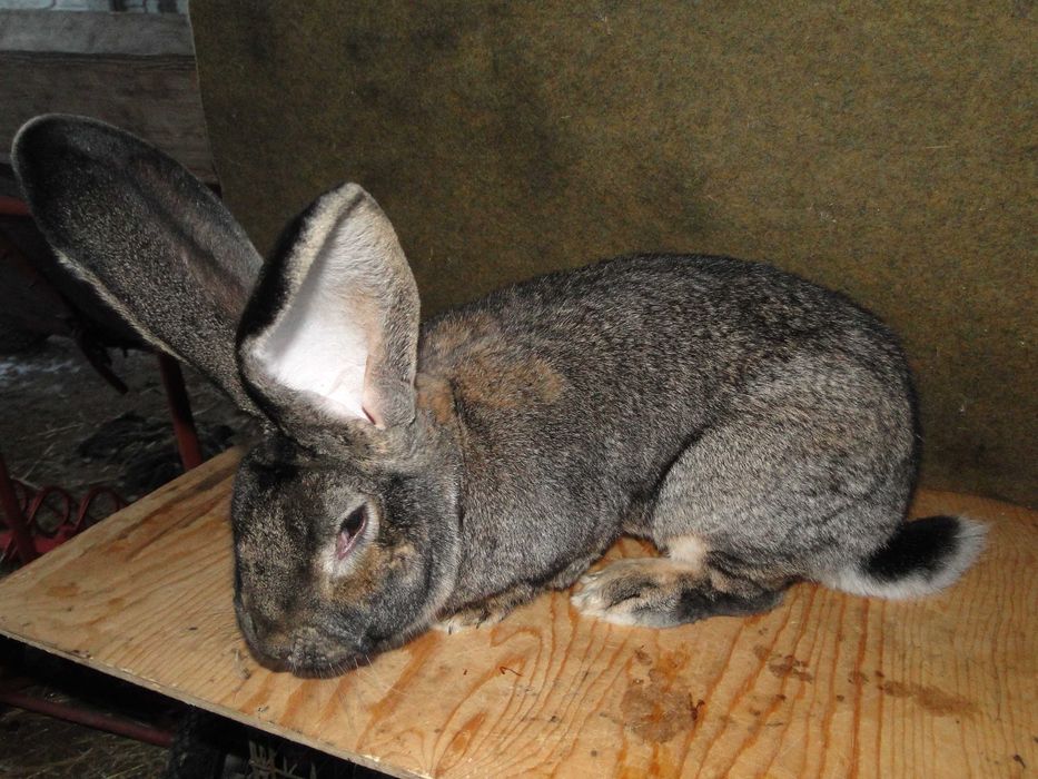 króliki belgi szare