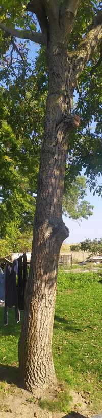 drzewo orzech włoski