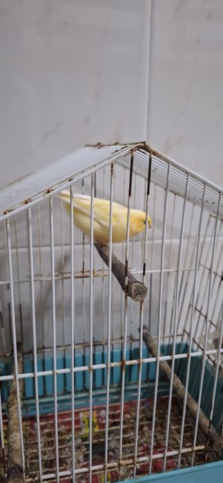 Vendo 2 Canários saudáveis e ativos