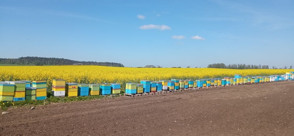 Miód rzepakowy z rodzinnej pasieki
