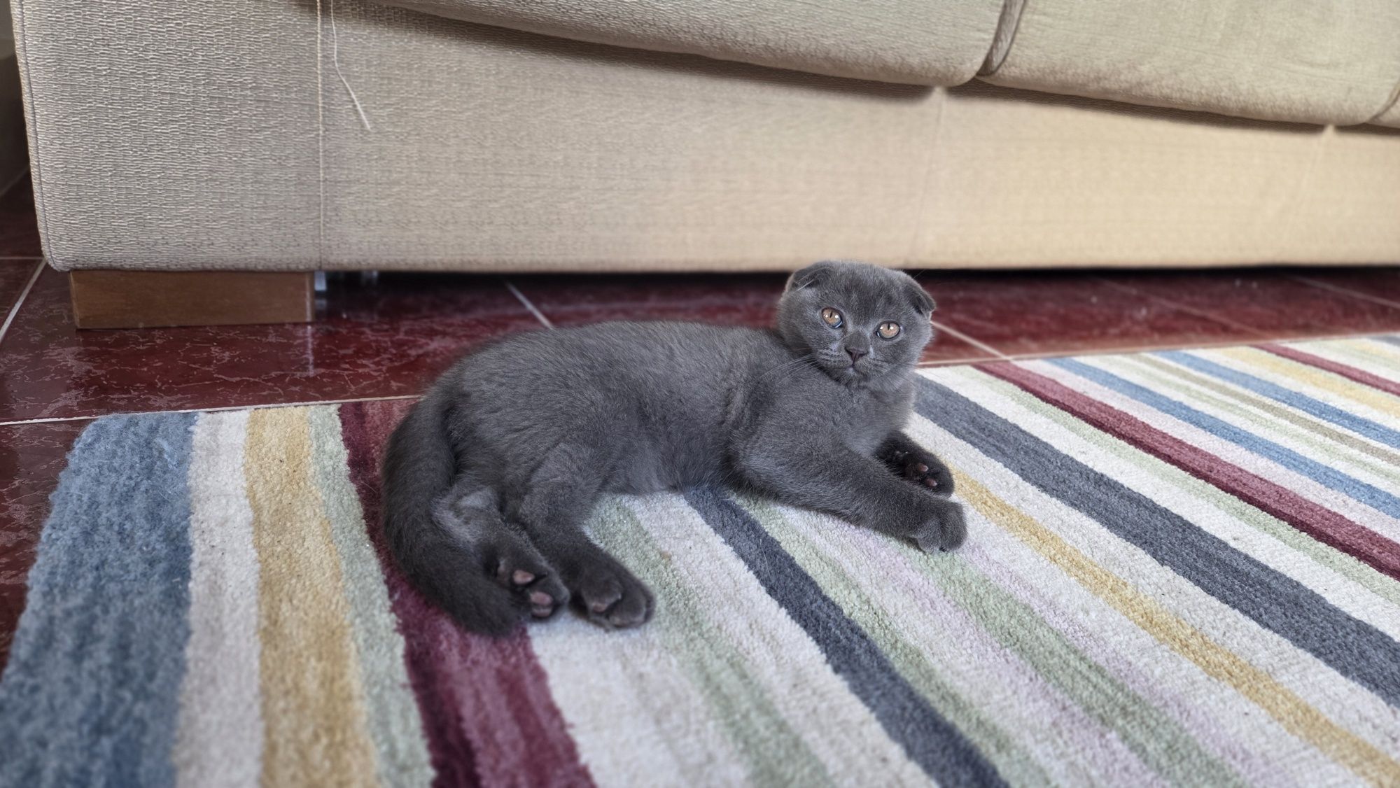 Gato Scottish Fold Cinzento