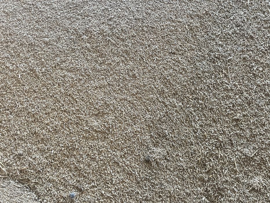 Owies na opał Jęczmień ozimy