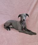 Chart angielski whippet piesek-Filipek