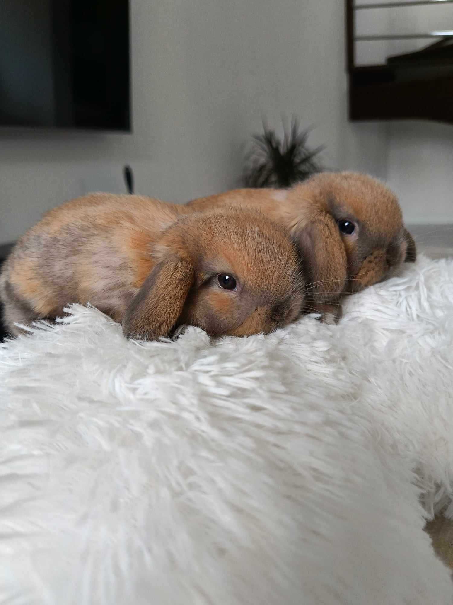 Mini lop karzełek Teddy hodowla zarejestrowana