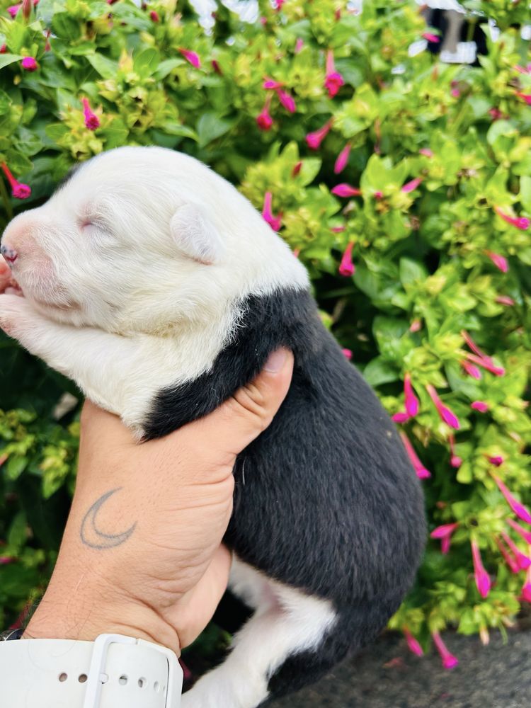 Excelente menina border collie tricolor