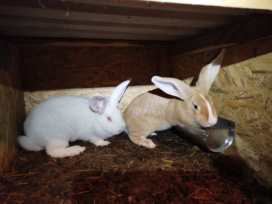 Samiczki młode belgi