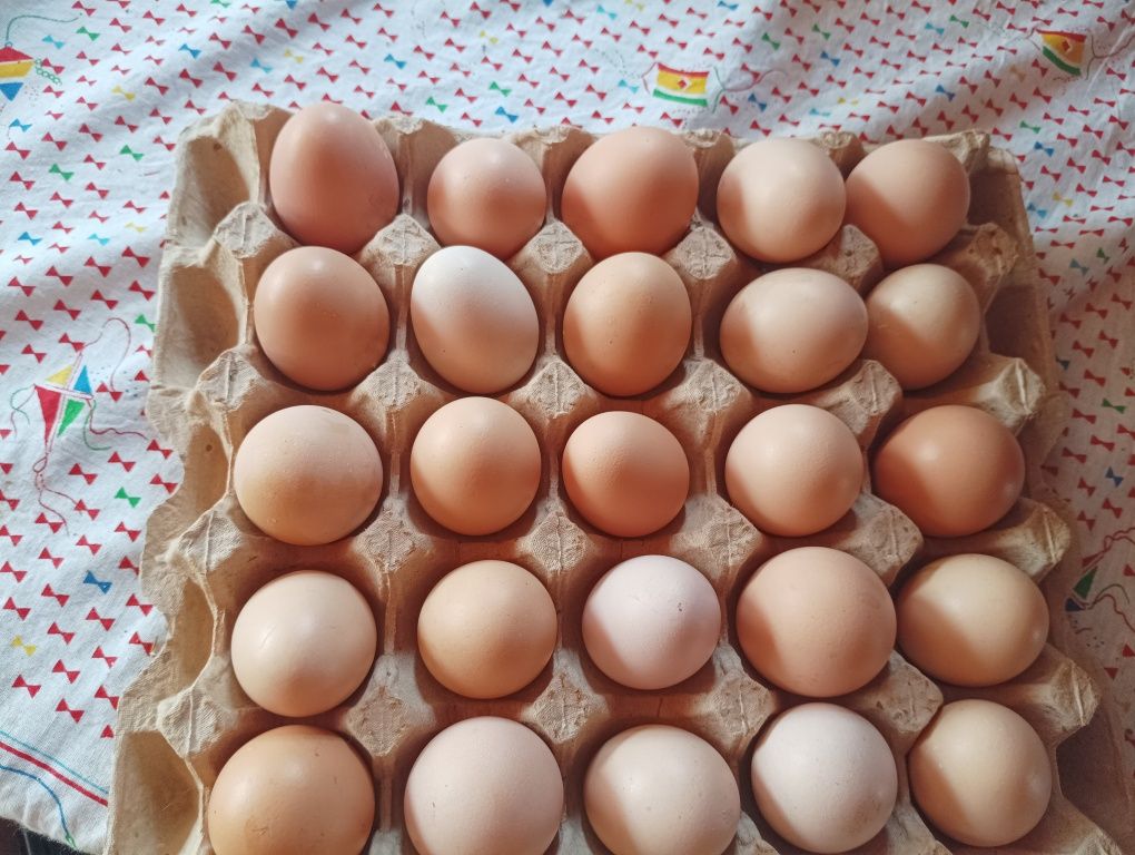 Продам домашні яйця свіжі