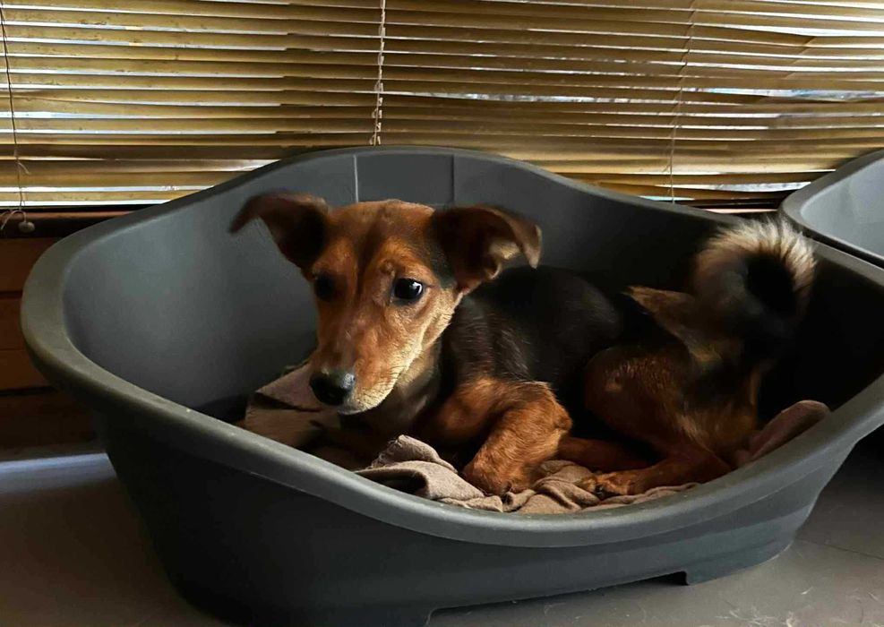 Mała i młoda suczka Willa do adopcji