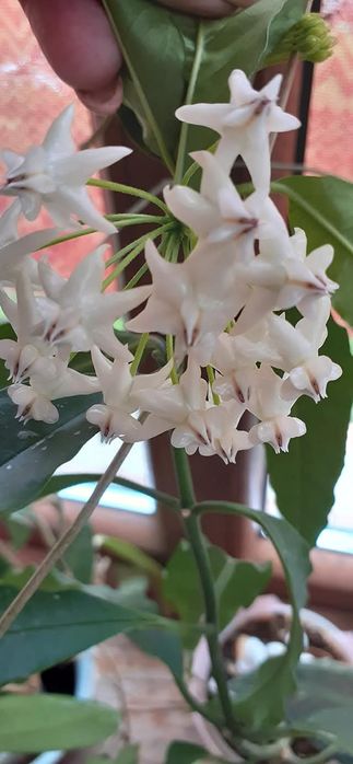 Hoya lockii sadzonka cięta , posiada 6 węzłów   Rezerwacja Agatasp