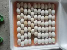 Яйця для інкубації гусячі